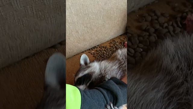 #ямыилюша #животные #raccoon #енотики #помощьбездомнымживотным #котики смотреть онлайн