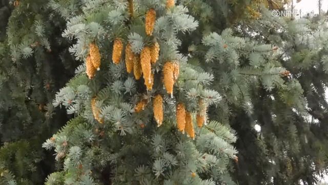 Самые популярные русские мужские имена смотреть онлайн