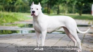 Аргентинский дог: описание породы, характер