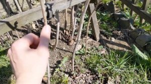 Как обрезать малину весной, КОРОТКО И ЯСНО. Обрезка малины весной, правильная обрезка малины.