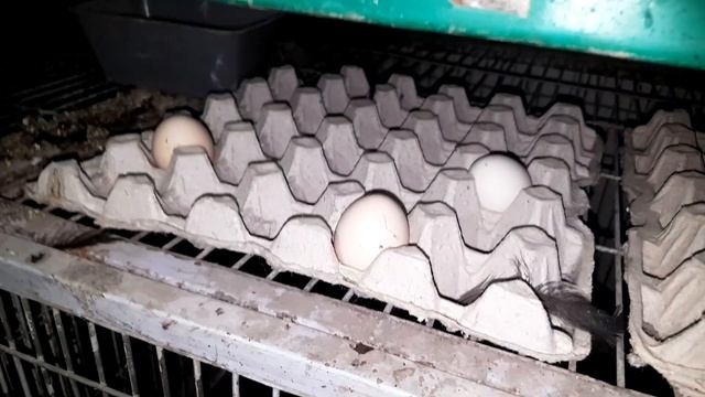 Ayam Cemani Chicken Breed In Karachi: Beauty In Darkness