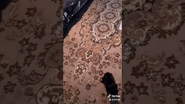 Мопс учит команду,сидеть смотреть онлайн