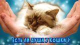 Есть ли душа у кошки.