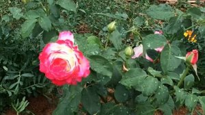 Роза Дабл Дилайт / Double Delight. 1-е цветение после посадки.Розы Елены Иващенко / Мариана и Михаи