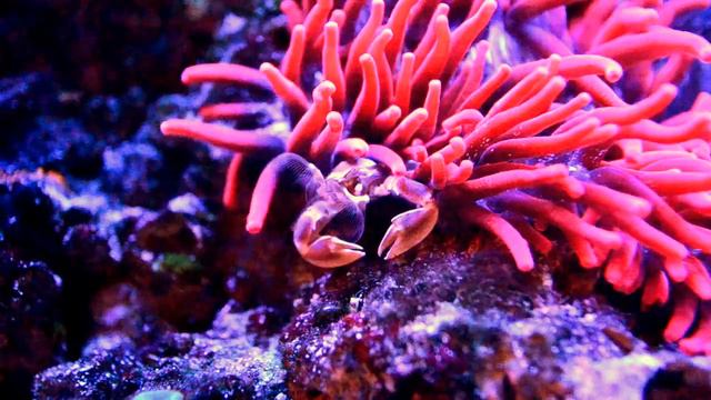 Neopetrolisthes ohshimai - Анемоновый краб смотреть онлайн