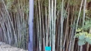 Санаторий «Прогресс» Сочи. Обзор территории.