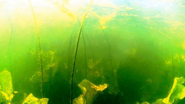 Cъёмка под водой. Почему не клюёт? смотреть онлайн