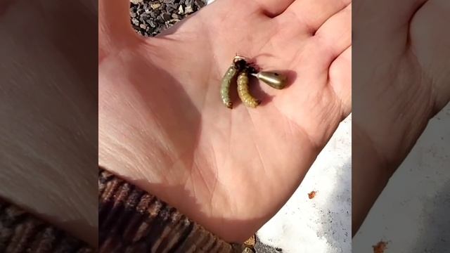 Хочешь ловить ленка? Насаживай ручейника правильно, ленок реально ест ??? #хариус #ленок смотреть онлайн