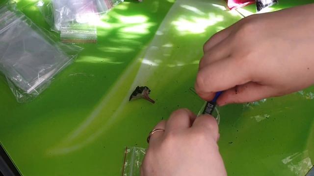 Посадка листов фиалок ? полив балкона ? влог, цветочные будни ? 24.06.2022