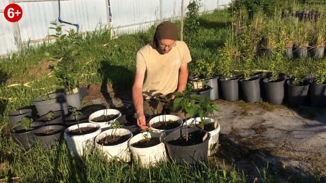 Катальпа после зимы. Прекрасный рост и развитие. смотреть онлайн