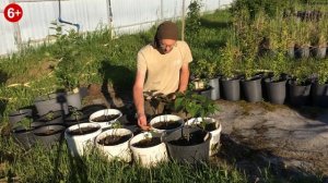 Катальпа после зимы. Прекрасный рост и развитие.