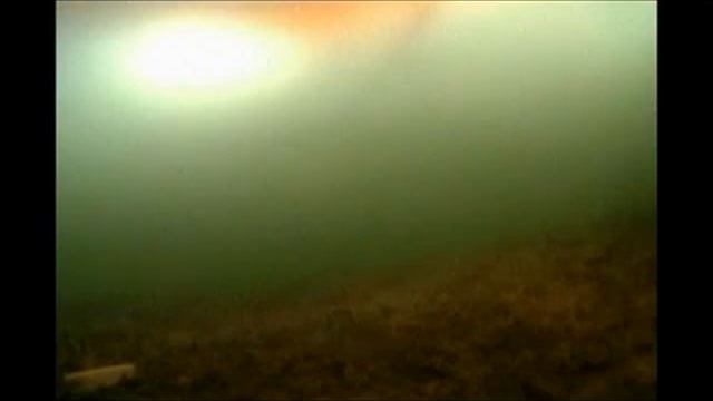 Электронная Кормушка под водой 1 смотреть онлайн