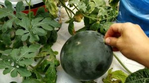 АРБУЗЫ ?в квартире. Как вырастить АРБУЗ в домашних условиях ?