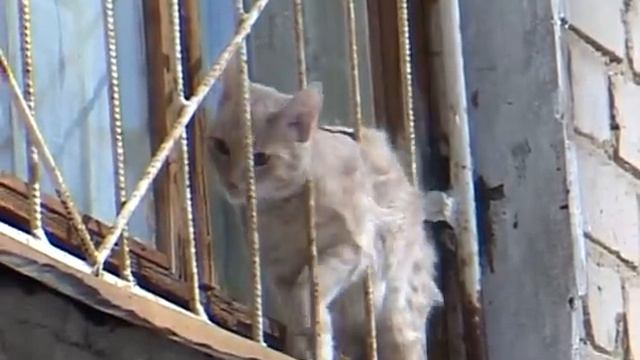 Рыжий котяра ) смотреть онлайн