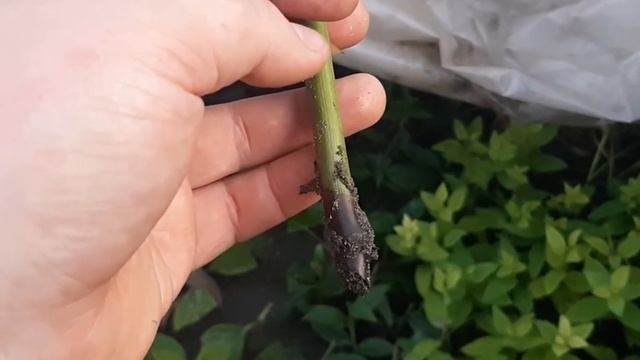 Не череночник, а БОЛОТО!Всё пропало!? смотреть онлайн