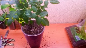 Фитильный полив роз ?