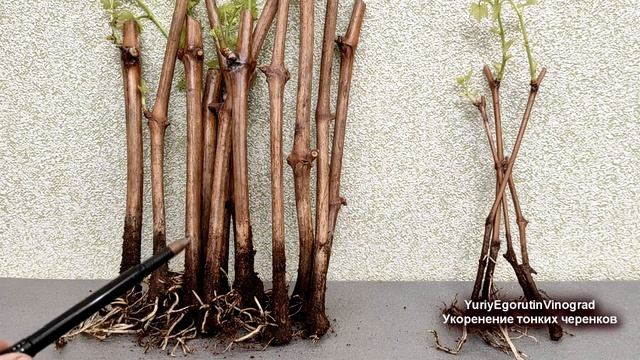 ? Никогда не ВЫБРАСЫВАЙТЕ ТАКИЕ ЧЕРЕНКИ винограда. Можно ли укоренить ТОНКИЕ черенки и ПАСЫНКИ? смотреть онлайн