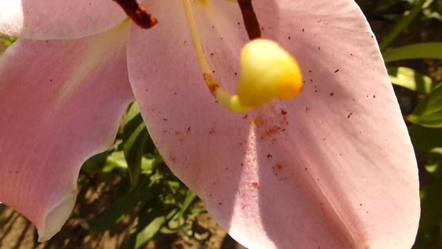 Крупноцветковая,ароматная розовая лилия Pink Mist. смотреть онлайн