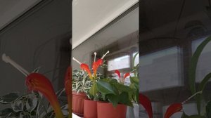 Эсхинантус (жар-птица, золотая рыбка)