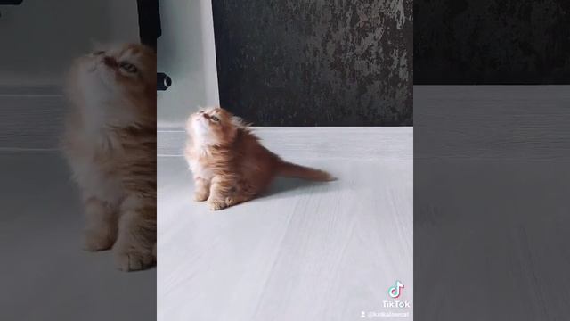 малышка кинкалоу ? милое солнышко. манчкин кинкалоу kinkalow котята кошки мимими cat смотреть онлайн