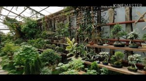 Садовый центр КРАСНАЯ НИВА / оранжерея