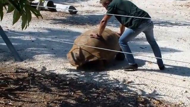 Побег черепахи смотреть онлайн