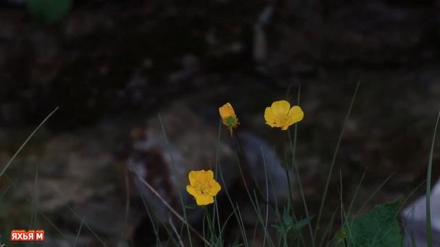 Райский уголок. Хасавюрт.