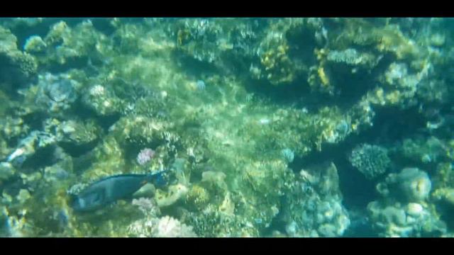 Берег с понтона Queen Sharm Resort смотреть онлайн