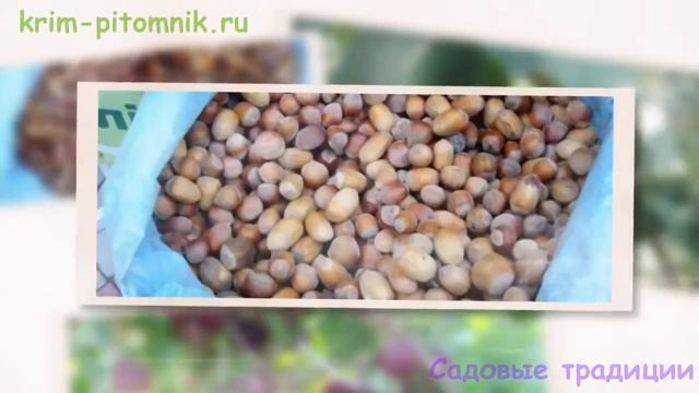 Где купить саженцы миндаля смотреть онлайн