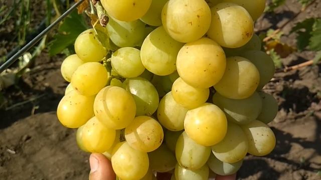 Виноград - Смарагд смотреть онлайн
