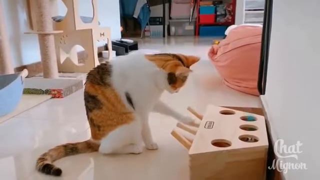 СМЕШНОЕ ВИДЕО ПРО КОТОВ #11 ✪ СМЕШНЫЕ ЖИВОТНЫЕ 2021 смотреть онлайн