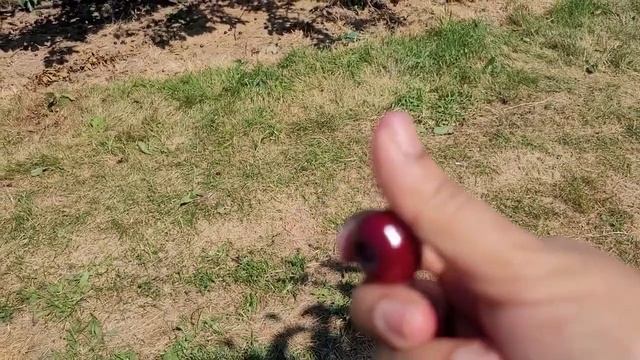 Cherry Picking in Canada - Summer 2022 | Cherry farm tour | Pick your own fruit | Sun Valley Farms смотреть онлайн