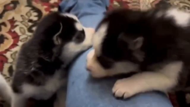 Как выбрать щенка хаски / How to choose a husky puppy ? смотреть онлайн