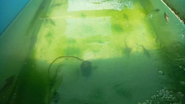 Разведение осетровых. Мальки растут на глазах. смотреть онлайн