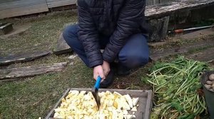 Жизнь в деревне - готовим корм для гусей