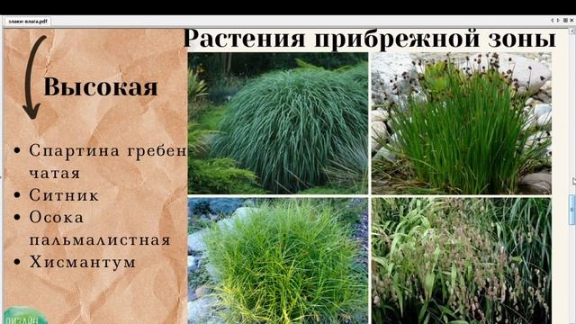 Все о злаковых травах.5. Влаголюбивые травы смотреть онлайн