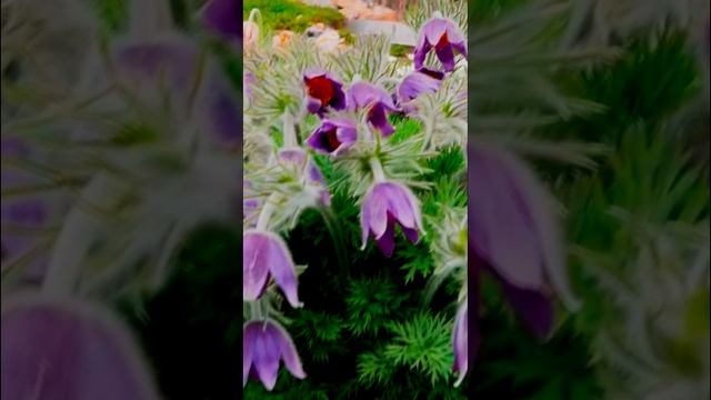 _Прострел Сон-трава Pulsatílla смотреть онлайн