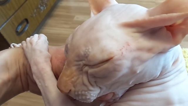 Донской сфинкс Феликс. Лысый кот опасен спросонок) смотреть онлайн