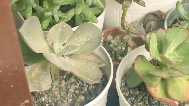 Watering Succulents During Rainy Season смотреть онлайн