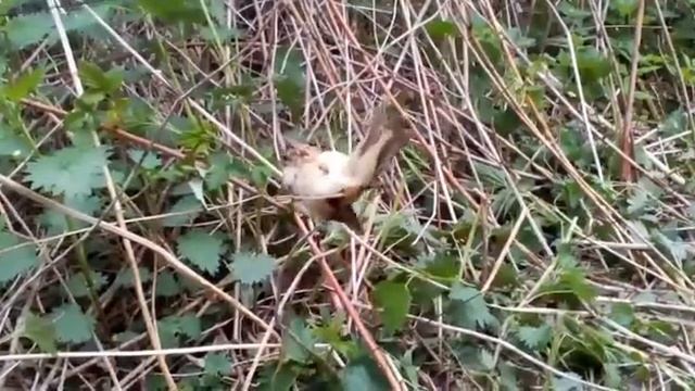 Камышовка садовая и садовая словка. смотреть онлайн