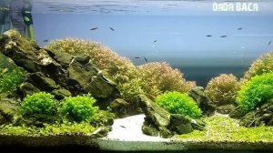 Почему умирают рыбки в аквариуме! Причины гибели аквариумных рыбок! ТОП 7 причин гибели рыбок!