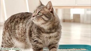 ➤ КАК ИЗБАВИТЬСЯ ОТ КОШАЧЬЕГО ЗАПАХА НА ДИВАНЕ ➤ Как удалить запах кошачьей мочи ➤ Устранить  запах