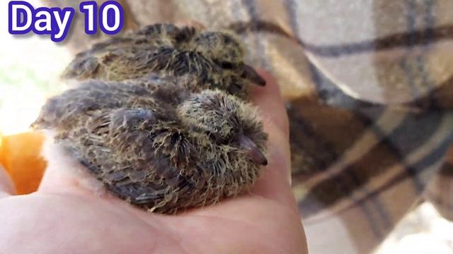 A wonderful scene of the growth stages of the pigeon chick смотреть онлайн