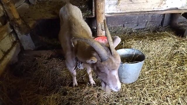 Признаки приближающегося окота у козы смотреть онлайн