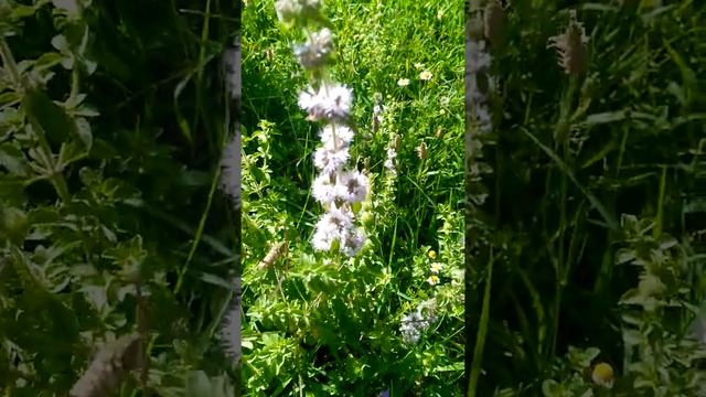 Mentha Pulegium) Menta Pulecyum) - Yarpuz, Filiskin смотреть онлайн