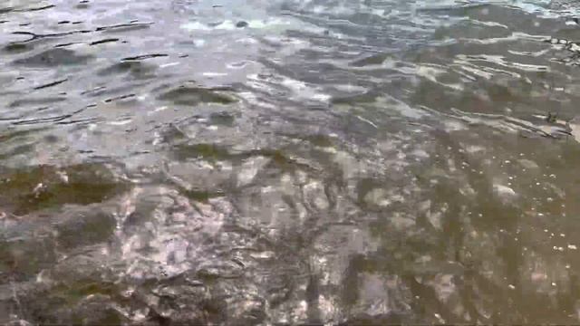 08.05 Рк Фишка Данилово, зарыбление щукой, зарыбление водоемов, платник, платная рыбалка смотреть онлайн