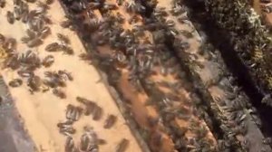 Расширяем гнездо рамками в улье лежаке