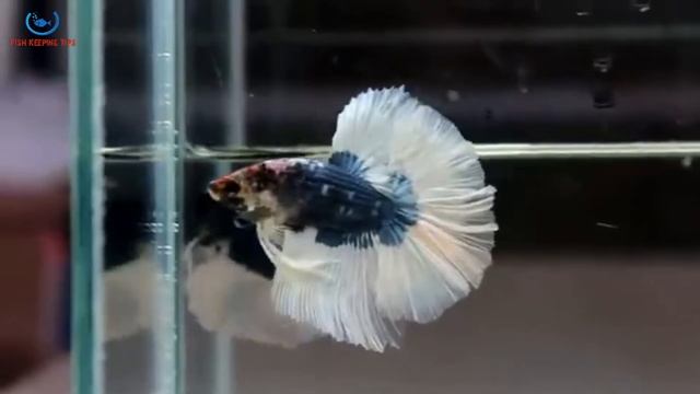 12 Colors Of Betta Fish|? смотреть онлайн