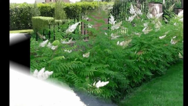 Элементы ландшафта живые изгороди смотреть онлайн