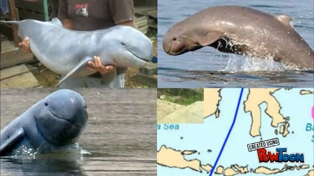 Flora Dan Fauna Indonesia 2